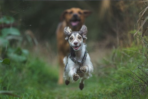 How to Stop a Dog From Chasing Everything