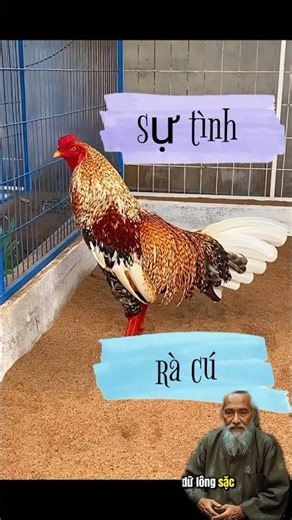 sự tình 🤔 về rà cú