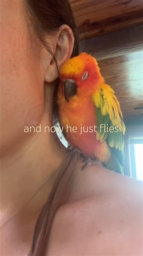 1 year after he randomly landed on my shoulder, I found out where he came from ￼