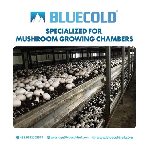 Cooling Units for Mushroom Growing Room | Blue Cold Refrigeration