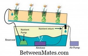 Unterschied zwischen Hydroponik und Aquaponik | Aquaponics vs Hydroponics - Wissenschaft & Natur 2026