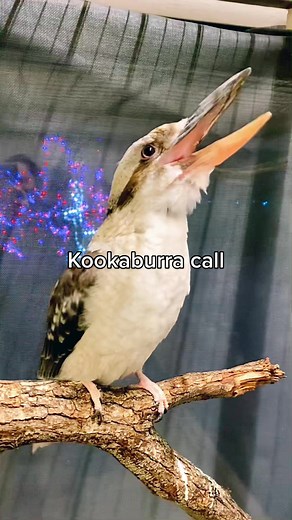Hard to tell how this species got named Laughing Kookaburra.. 😆 #fyp #bird #kookaburra #zoo #singing #cute #animals