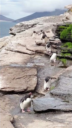 Penguins🐧! returning from their workplace.