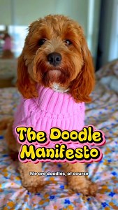 Doodles: cute, chaotic, expensive… and totally in charge. 🫣😅 #biscoffthefloof #doglife #dogsofinstagram #fblifestyle #doglover #doodles #dogsarefamily #cavapoos #funnydog #dogsofbrisbane #puppylove | Biscoff.the.floof
