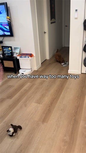 Cavapoo's Adorable Toy Dilemma