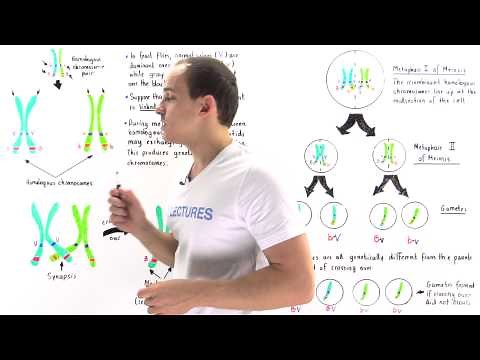 Linked Genes, Crossing Over and Genetic Recombination