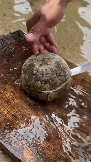 Giant Sea Snail Cutting Open | What Was Hidden Inside Shocked Everyone #fishing #viralvideo