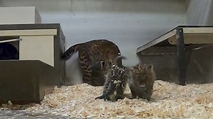 Adorable Amur Leopard Kittens Practice Their First Pounces