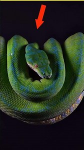 Invisible Killer Snake 😳 | Green Tree Python | #shorts