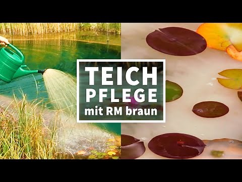 Probiotische Teichbehandlung für einen algenfreien Teich