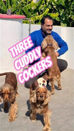 Cocker Spaniels Sharing a Loving Moment ❤️ #dogshorts