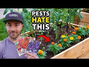 These Powerful Plants STOP Garden Pests Without Harsh Chemicals!