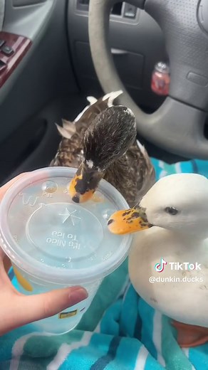 Fun with Pet Ducks and Ice Water at McDonald's