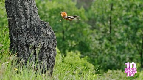 I filmed a hoopoe feeding inside a tree