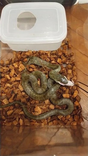 わが家のアオダイショウ【捕食シーン】