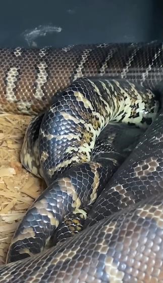 What does it look like when snakes are making eggs?