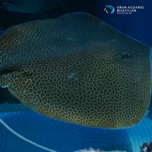 Las rayas son parientes de los tiburones, nadan sobre el fondo marino y se alimentan de crustáceos y peces pequeños. Son parte del Mar de Cortés y podrás conocerlas en el Gran Acuario Mazatlán. ¡Muy pronto! 💙🐠 Gran Acuario Mazatlán 🌎🐟 Mar de Cortés 🔸 www.granacuario.com/proximamente - - - - #acuario #granacuario #mazatlán #nuevoacuario #mardecortés #acuariomazatlán #vidamarina #peceraoceánica #latam | Gran Acuario Mazatlán