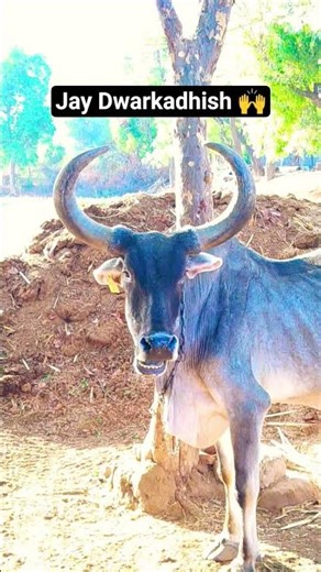jay Gaumata 🙏❤️✨🙌