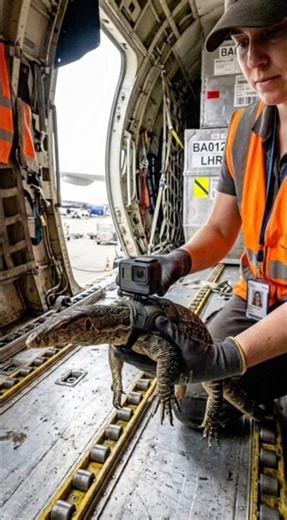 I strapped a GoPro to a GIANT lizard on the plane! 📸🦎