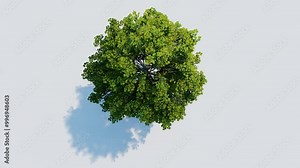 tree top view plant landscape architecture nature garden aerial render. trees branch isolate collection illustration environment green botany urban bush park. tree architecture conifer decorative.