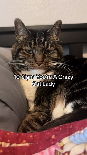 10 Signs You're a Crazy Cat Lady