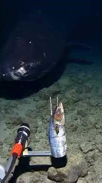 did NASA ever really explored the ocean?