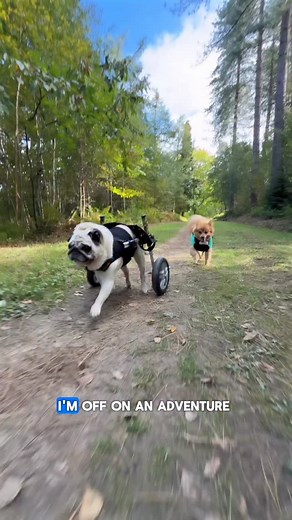 An autumnal walkies with my foxy sister! 🦊🛞🍂 Both wearing our @weenect_fr GPS pet trackers so we can explore at our own pace with no spooky surprises! 😱 #puggysmalls #instadoggo #dogsofinstagram #pugs #pomeranian #barked #dogmomlife #puglife #dogmom #funnydogs #disableddog #weeklyfluff | Puggy Smalls