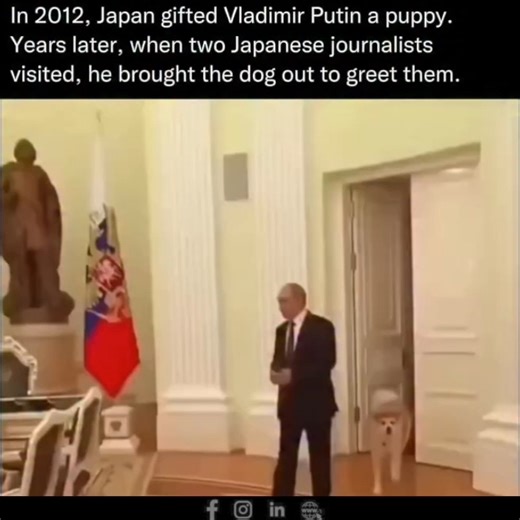 Shahzaib on Instagram: "In 2012, Japan’s Akita Prefecture gifted Russian President Vladimir Putin a female Akita Inu puppy named Yume — meaning “dream” — as a gesture of gratitude after Russia’s support following the devastating 2011 Great East Japan Earthquake and tsunami. More than a gift, Yume became a symbol of friendship, solidarity, and international goodwill, connecting Japan’s homeland of the Akita breed with a moment of global compassion. In December 2016, Yume unexpectedly stole the sp