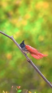 Chaos. Calm. Curiosity. Nature in three moods 🍃✨ #reels #viralvideos #wildlifephotography #naturephotography #nikon wildlife of india, indian forests, emerald forests, wildlife freedom, protect wildlife, forest conservation india, biodiversity of india, save indian forests, nature conservation, wildlife protection, Wildlife photography with Nikon Z8 | Vishal Lokare