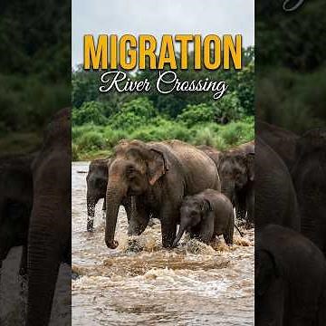 Elephant herd cross risky monsoon river during migration. #wildlife #elephant #wildchroniclesrahul