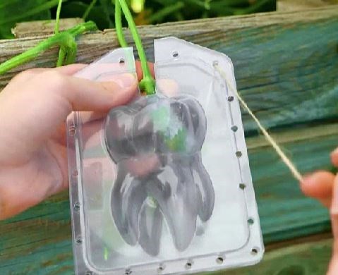 108K views · 356 reactions | Smart Plant Hacks To Grow A Cute Window Garden | 5-Minute Crafts Play | Facebook