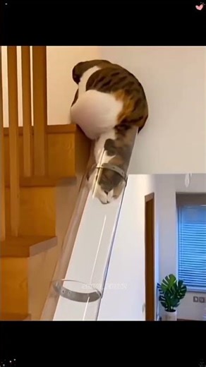 Cats Perfect Fit 😼