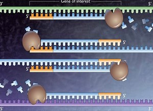 Polymerase Chain Reaction HD Animation
