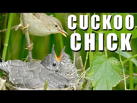 CUCKOO bird chick in the nest of Marsh Warbler