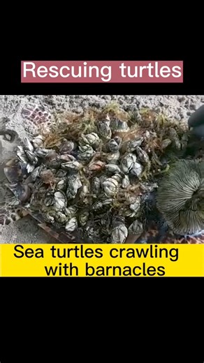 Cleaning barnacles for sea turtles#decompress #cleaning #relaxing #barnacle #fyp #foryou | Rescue Turtles