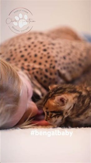 You seriously have to see this tiny leopard, our new Bengal kitten is actually the cutest thing