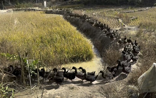 一只穿云箭，千军万马来相见