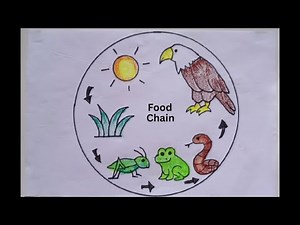 How to draw Food Chain step-by-step | Science project Food chain//easy way to draw food chain