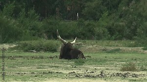 Animals african reserve zoo mammal bird nature environment tourism ecology wildlife