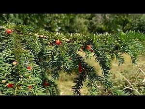 Discover the beauty of the Yew Tree in full HD - A captivating visual journey