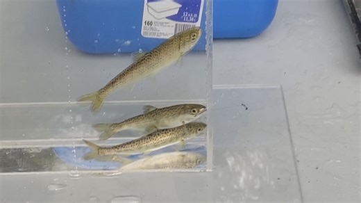 What a new study revealed about how some Chinook salmon migrate