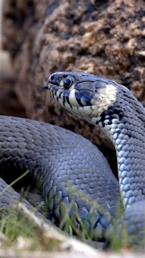 Why Snakes Are More Interesting Than You Think #wildlife