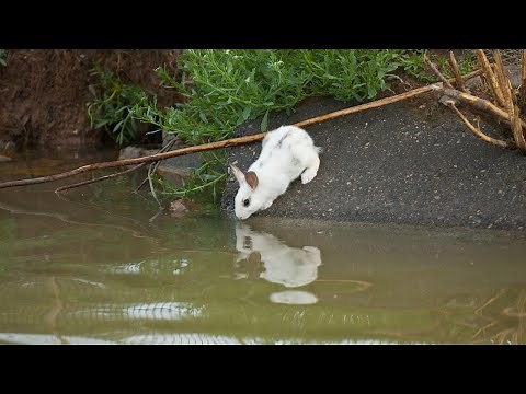 Can rabbits swim? | How fast can rabbits swim? | Do rabbits enjoy swimming in water?
