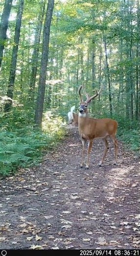 BUCK FARTS on Trail Cam 😂 Deer Farting on Trail Cam Startles Doe | Deer Farts on Camera in the Woods