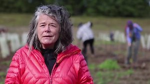 Tree-planting project aims to help northern Minnesota forests adapt to climate change