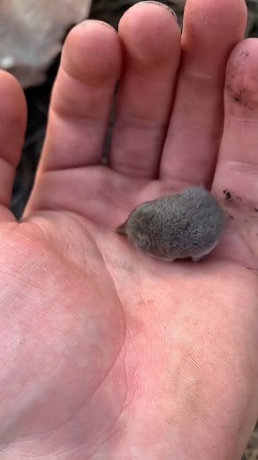 Animal Serenade on Instagram: "American Pygmy Shrew #animalfacts #pygmyshrew #shrews #rodents #rodentsofinstagram"