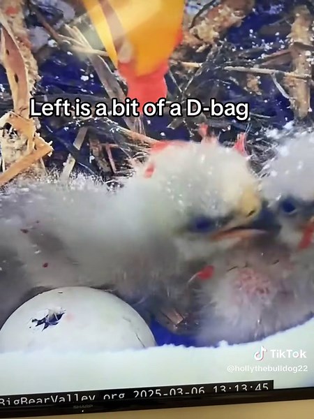 #jackieandshadow #eagles #bigbear