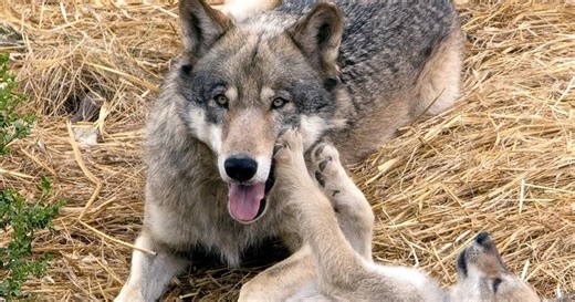 PIX Now afternoon edition 2-12-2025