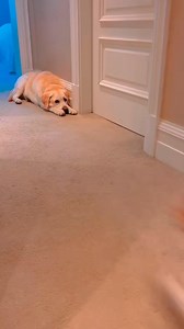 Introverted dogs and extroverted dogs 😂🤣#foryou #funnytiktok #dogsoft | Pet's Store