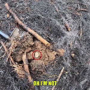 142K views · 949 reactions | While metal detecting a promising location, we stumbled upon a silver coin hotspot #metaldetecting #silvercoins #bestmoments | History Seekers | Facebook